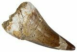 Large, Fossil Mosasaur (Prognathodon) Tooth - Morocco #261881-1